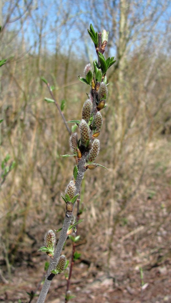 Image of Salix myrsinifolia specimen.