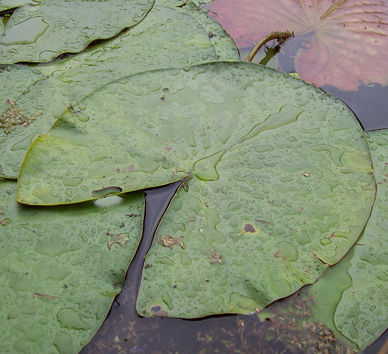 Image of Nymphaea candida specimen.