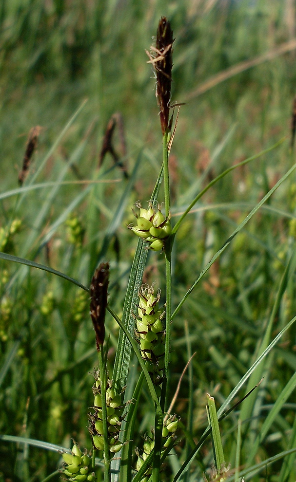 Image of Carex melanostachya specimen.