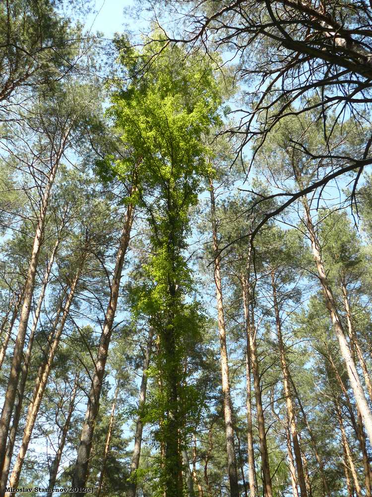 Image of Betula pendula specimen.