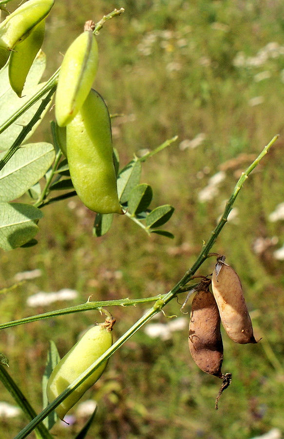 Изображение особи Vicia amurensis.