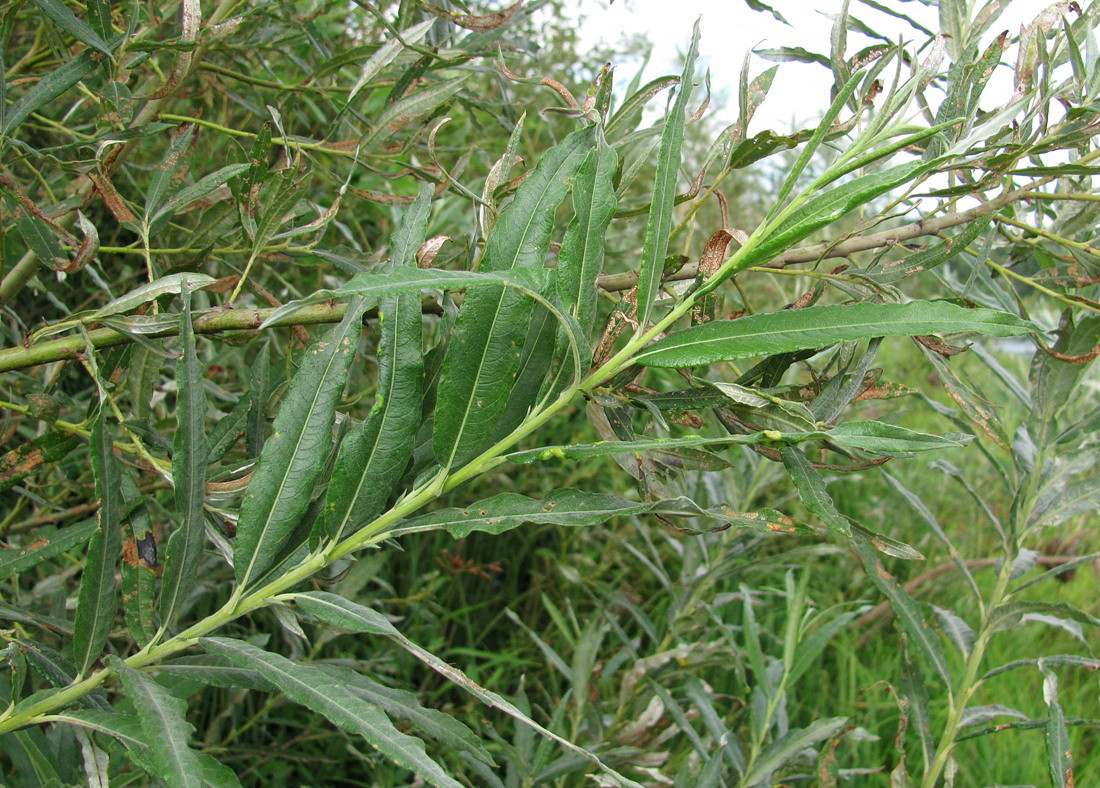 Image of Salix &times; stipularis specimen.