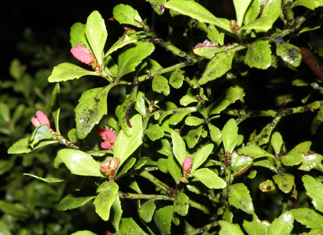 Image of Phyllocladus alpinus specimen.