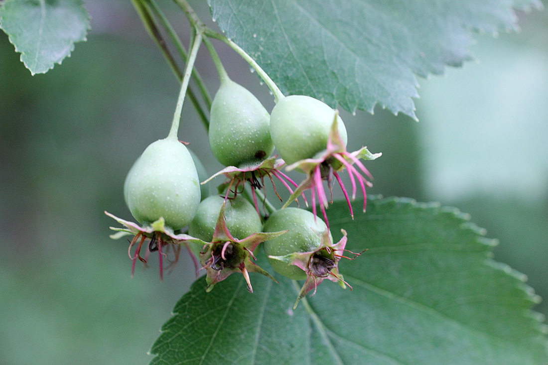 Изображение особи Crataegus lauta.