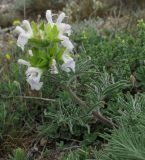 Salvia scabiosifolia. Цветущий побег. Крым, гора Куш-Кая. 21.05.2012.