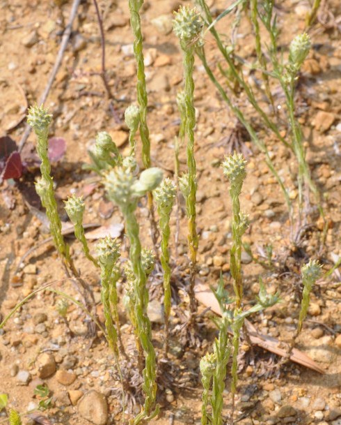 Image of Filago germanica specimen.