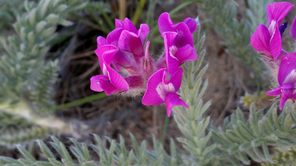 Image of Oxytropis lanata specimen.