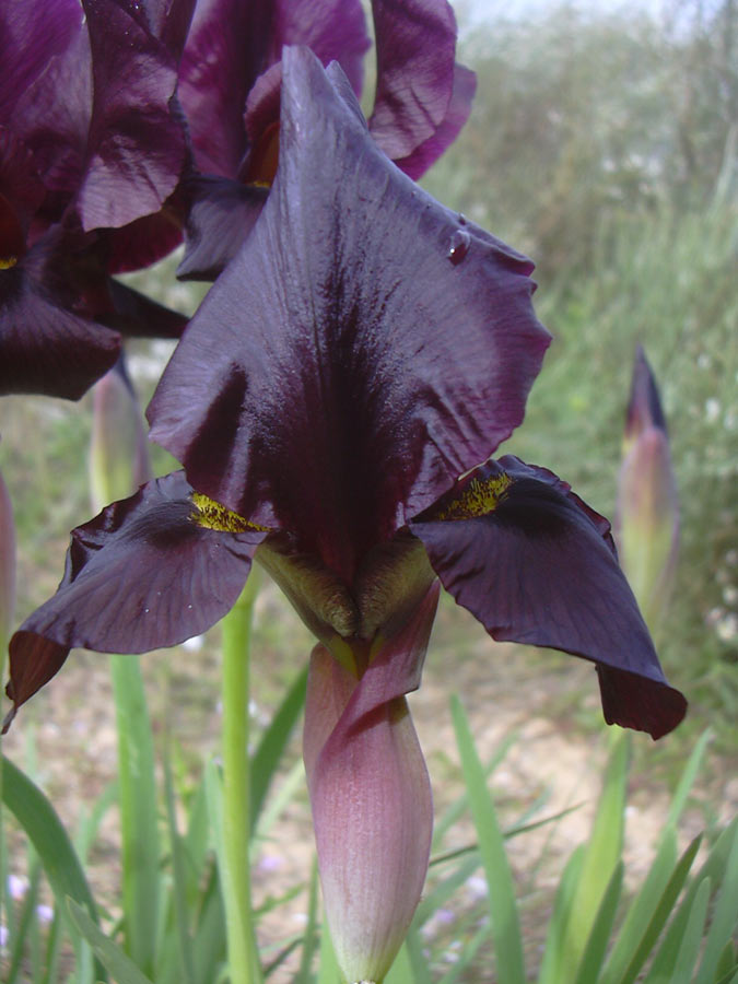 Image of Iris atropurpurea specimen.