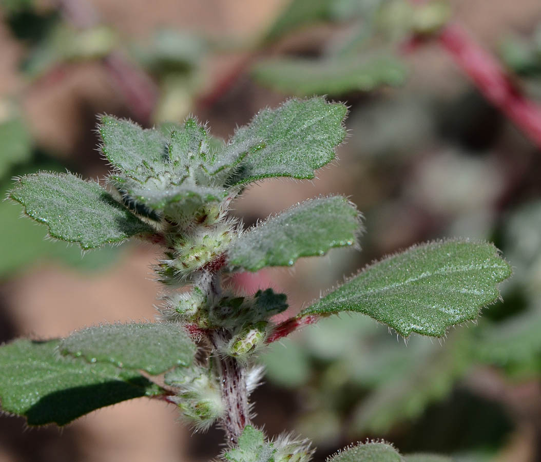 Image of Forsskaolea tenacissima specimen.