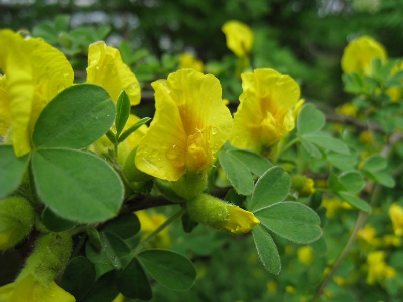 Изображение особи Chamaecytisus ruthenicus.