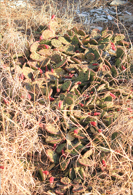 Image of Opuntia humifusa specimen.