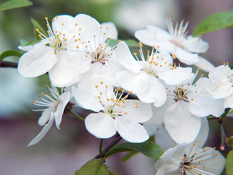 Image of Prunus cerasifera specimen.