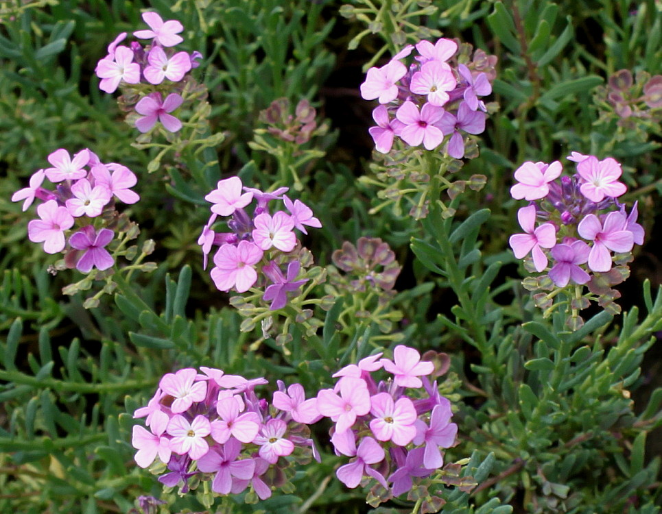 Image of Aethionema saxatile specimen.