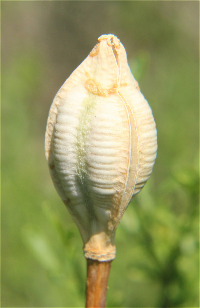 Image of Tulipa suaveolens specimen.