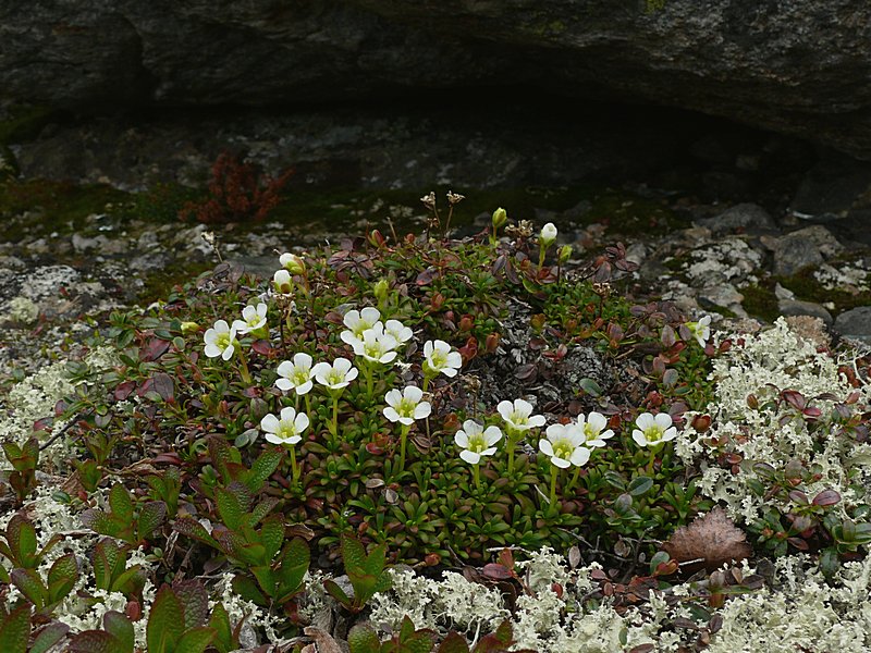 Image of Diapensia lapponica specimen.