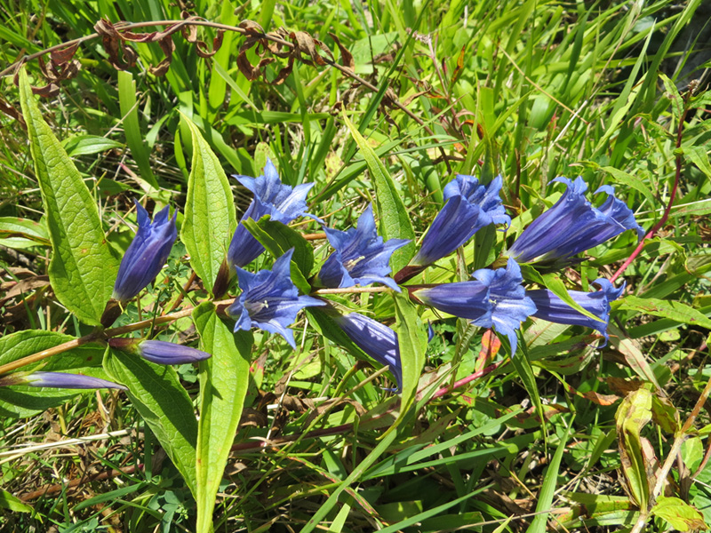 Изображение особи Gentiana schistocalyx.