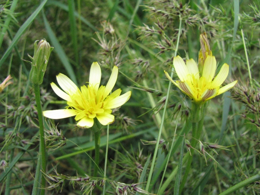 Image of Scorzonera mollis specimen.