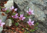 Saxifraga oppositifolia. Цветущее растение. Кольский п-ов, Хибины, подножие у южного склона массива Кукисвумчорр. 17.06.2013.