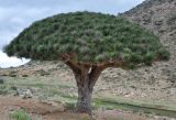 Dracaena cinnabari. Отцветшее дерево. Сокотра, плато Хомхи. 29.12.2013.