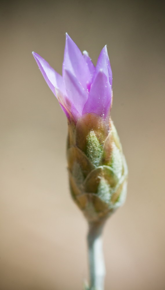 Image of Xeranthemum cylindraceum specimen.