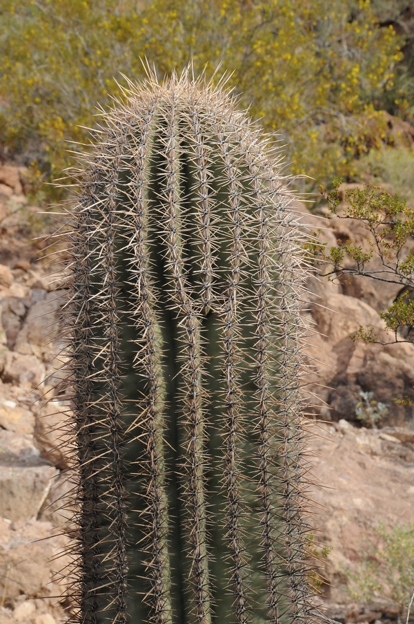 Image of Carnegiea gigantea specimen.