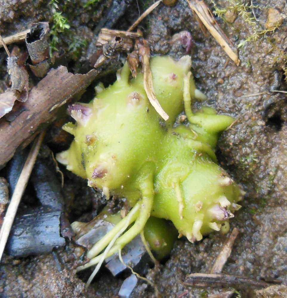 Изображение особи Scrophularia nodosa.