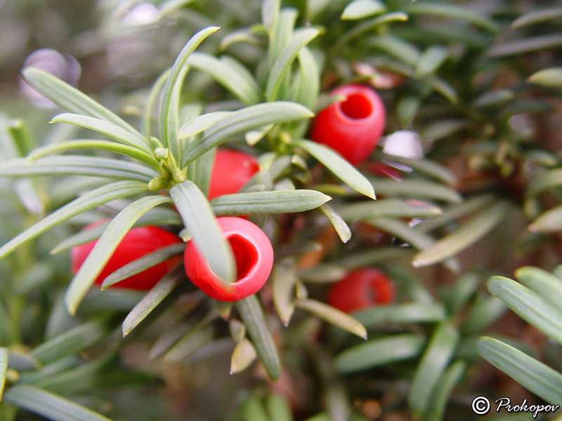 Изображение особи Taxus baccata.