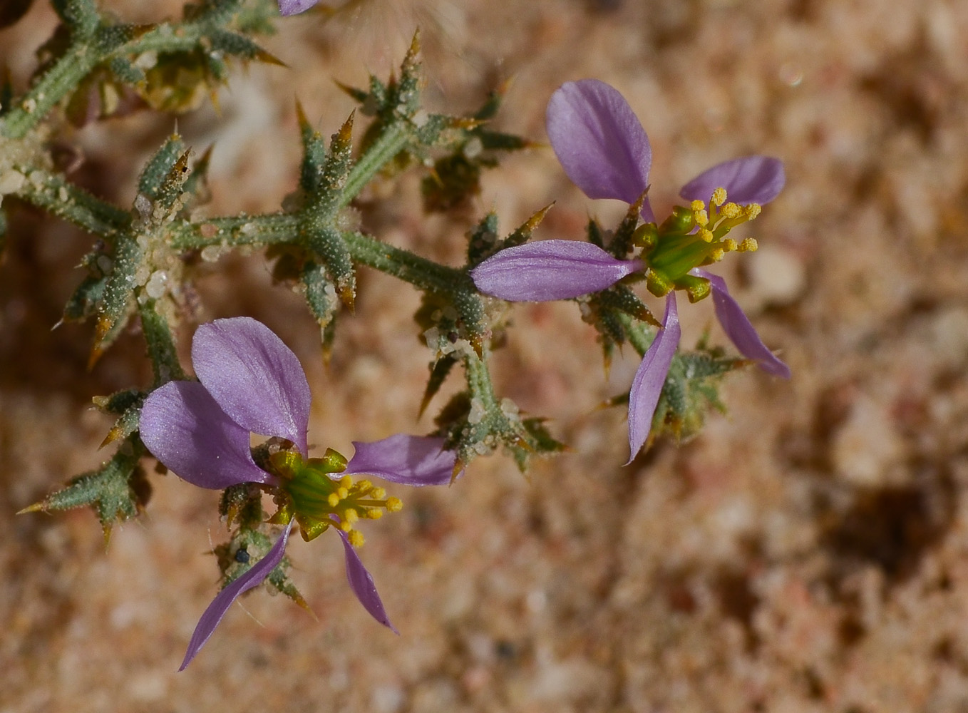 Изображение особи Fagonia glutinosa.