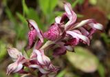 Anacamptis coriophora subspecies fragrans. Верхушка соцветия. Греция, п-ов Пелопоннес, окр. г. Катаколо. 21.04.2014.