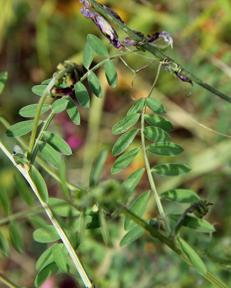 Image of Vicia varia specimen.