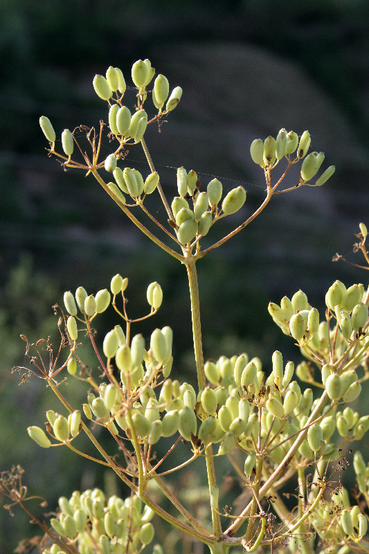 Image of Ferula prangifolia specimen.