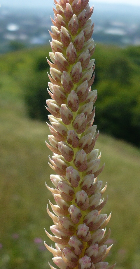 Image of Orostachys spinosa specimen.