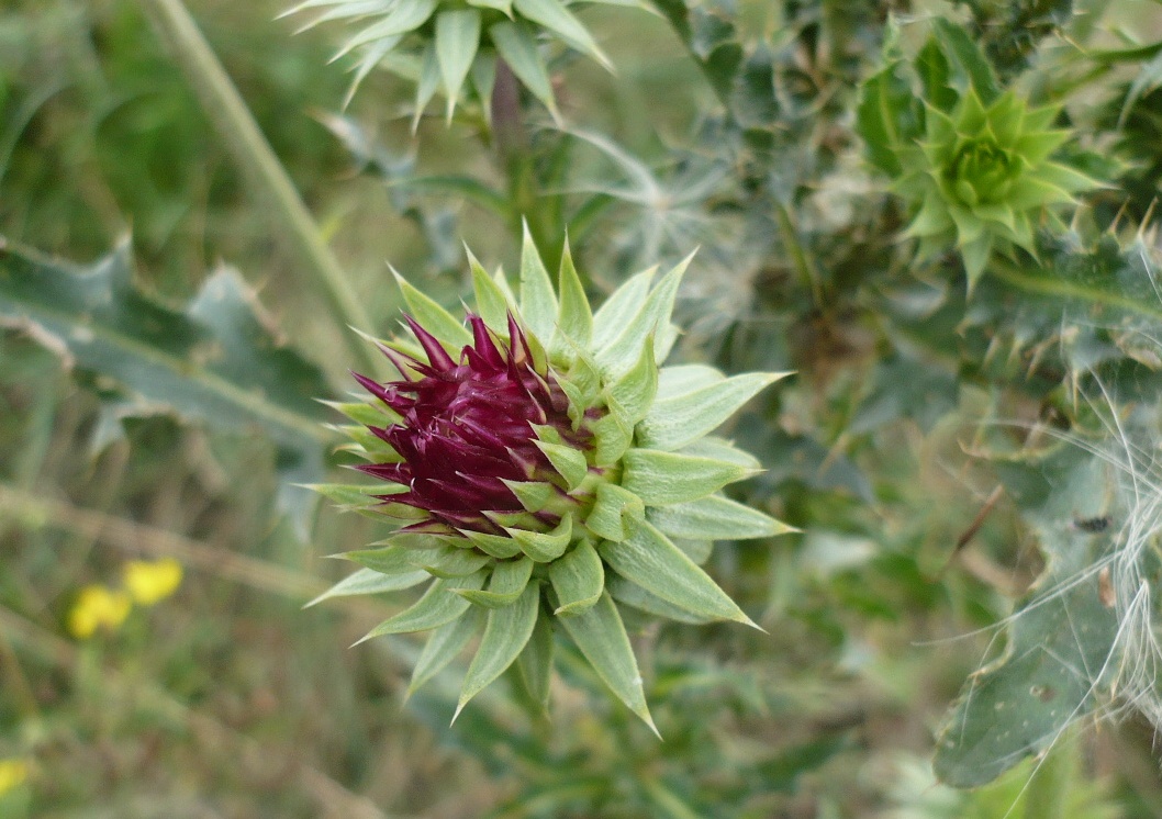 Image of Carduus thoermeri specimen.