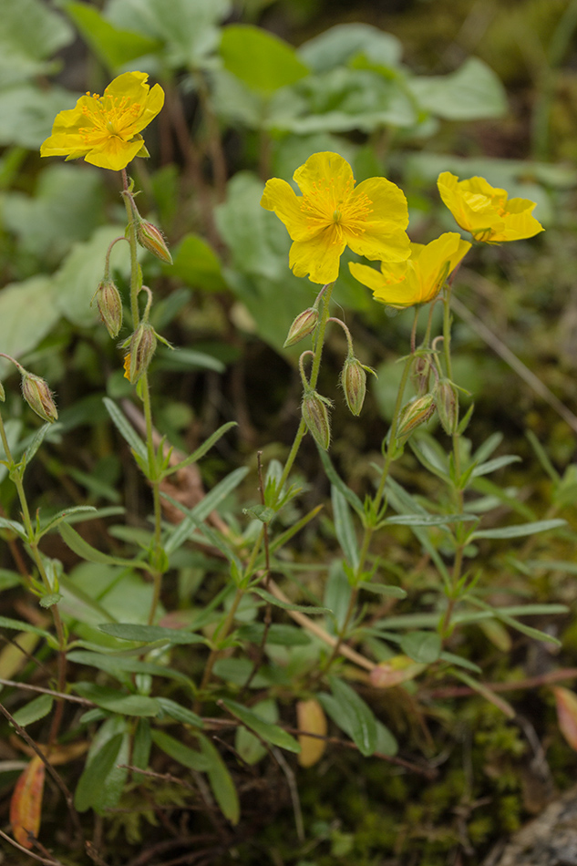 Изображение особи род Helianthemum.