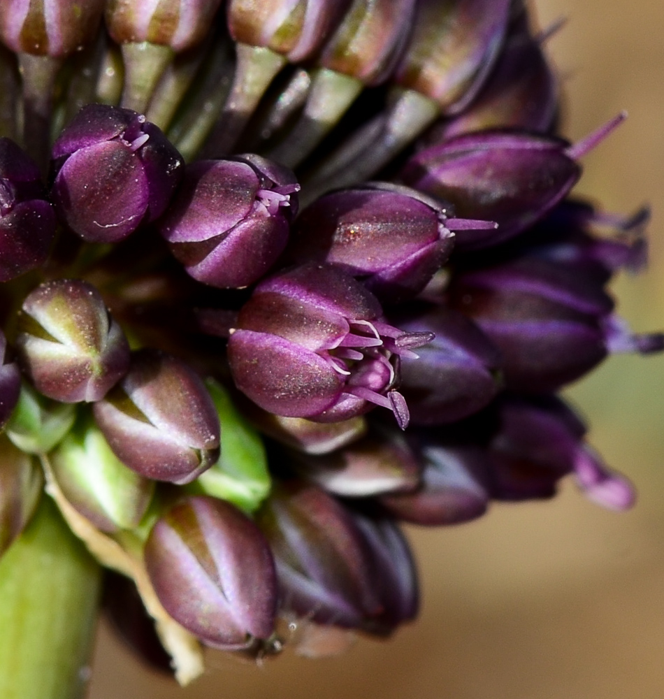 Image of Allium curtum specimen.