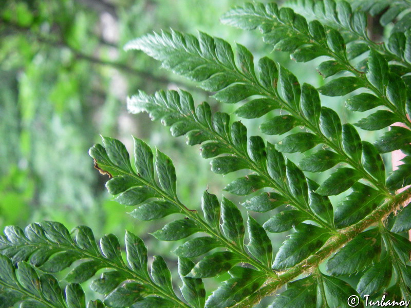 Изображение особи Polystichum aculeatum.