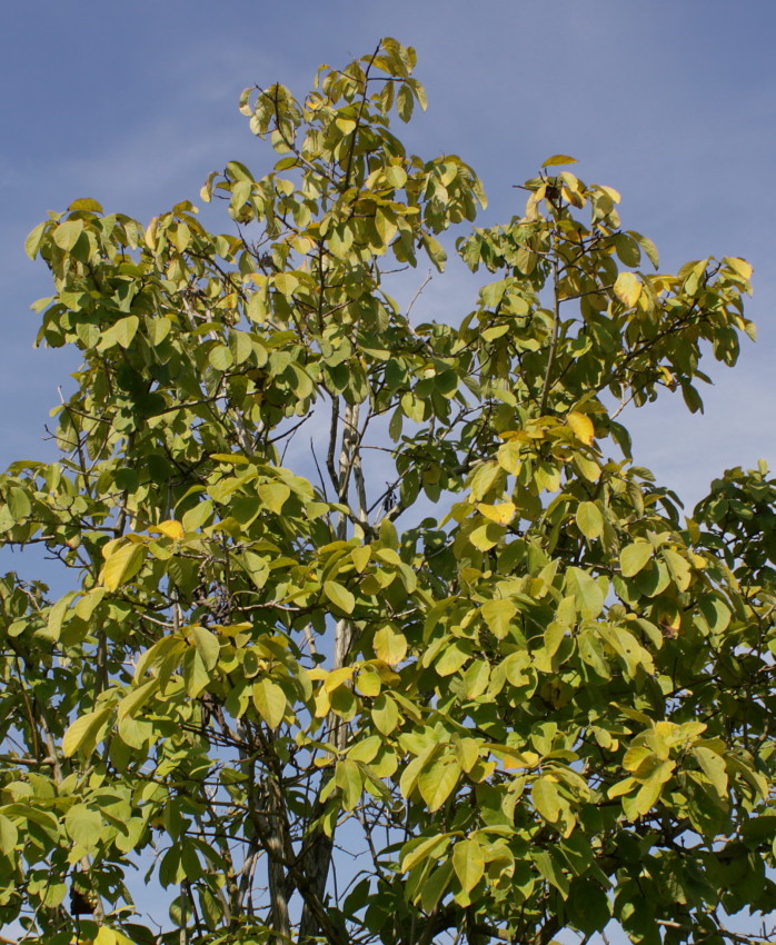 Image of Ehretia bakeri specimen.