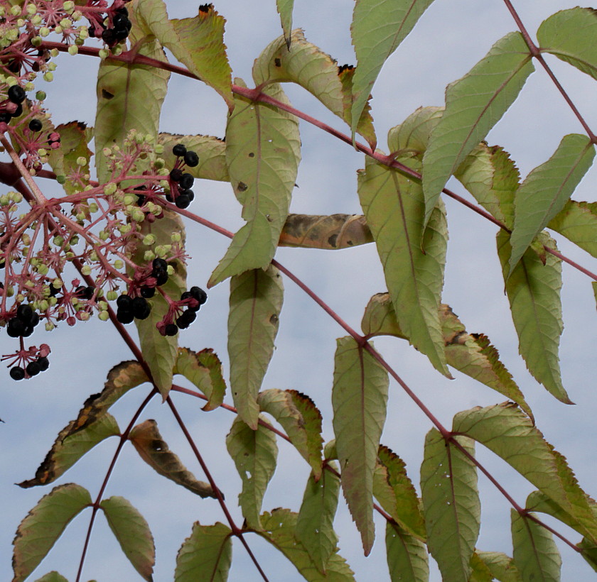 Image of Aralia elata specimen.