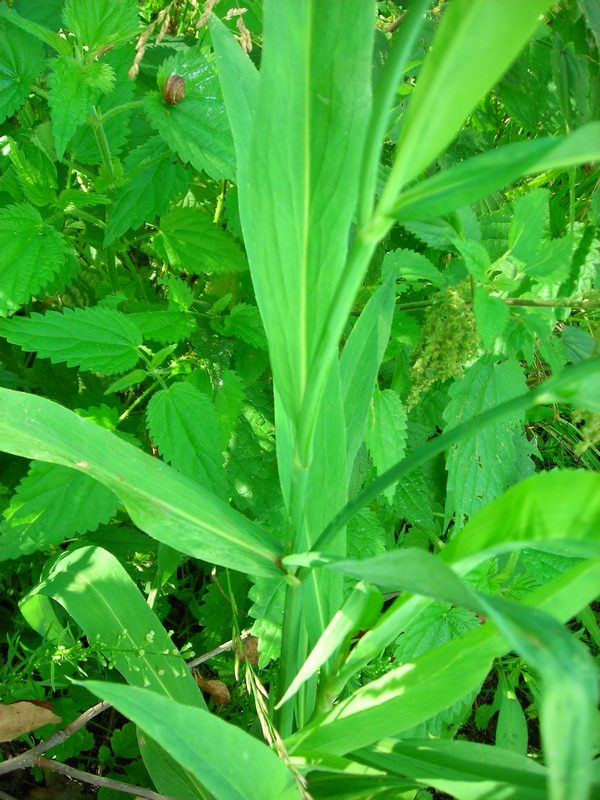 Image of Ranunculus lingua specimen.