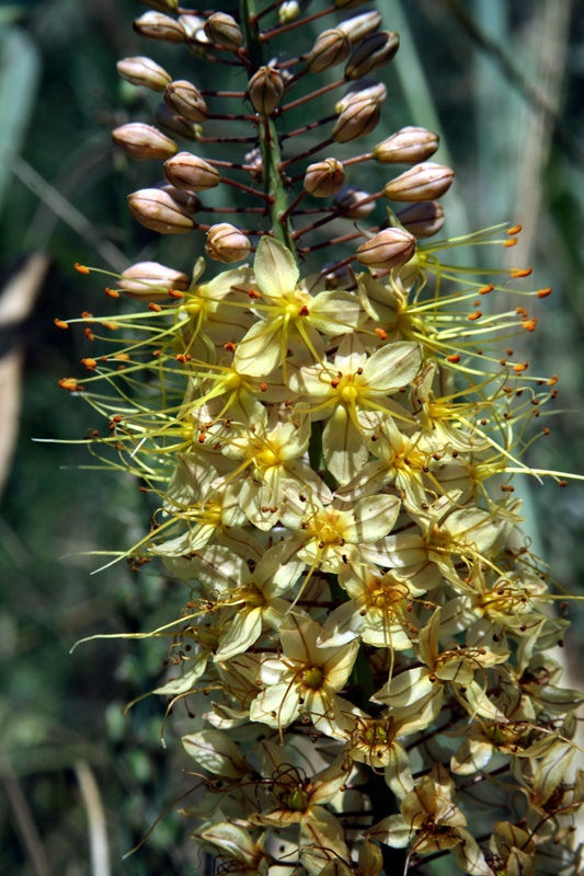 Image of genus Eremurus specimen.