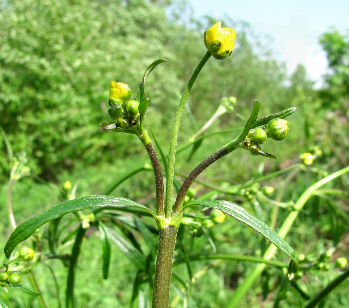 Image of Ranunculus acris specimen.