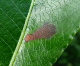 Salix pentandra