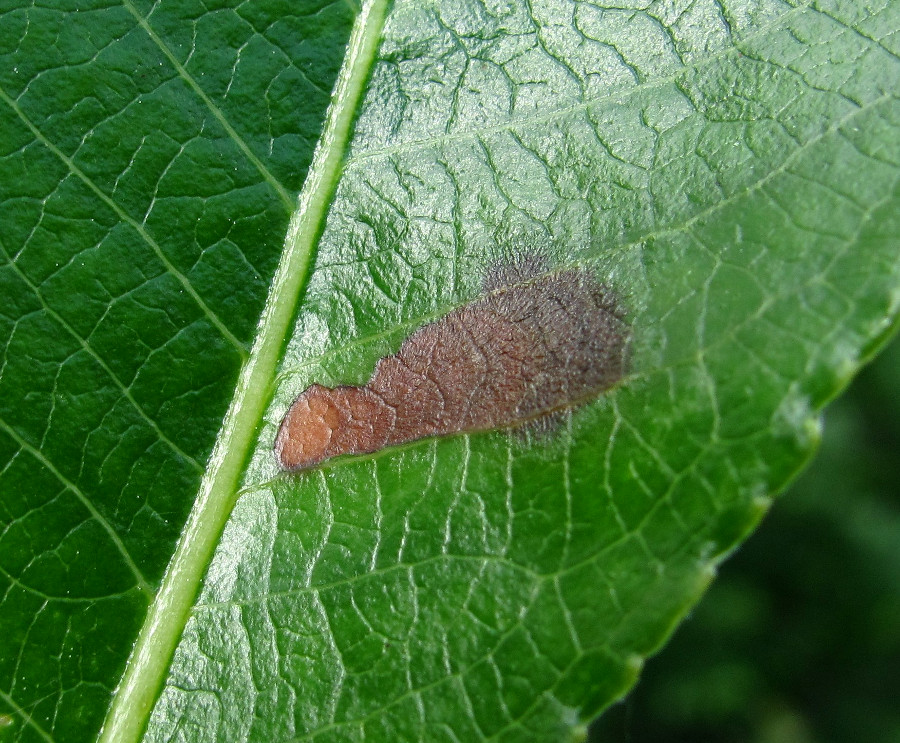 Image of Salix pentandra specimen.