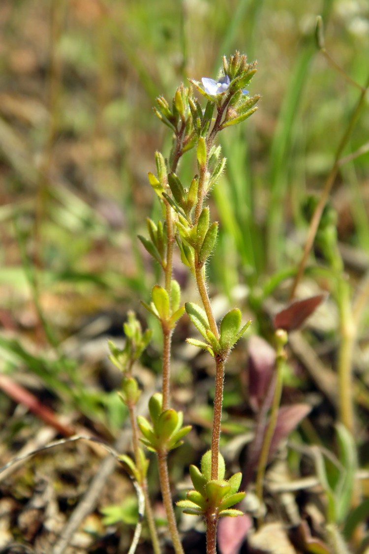 Image of Veronica verna specimen.