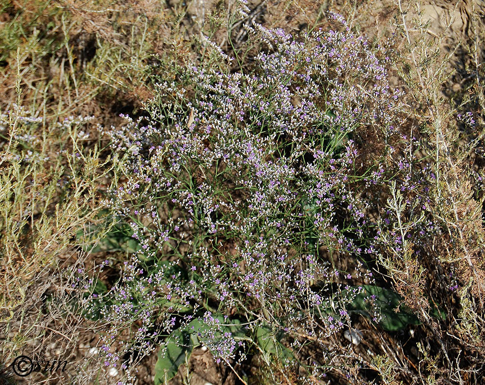 Изображение особи Limonium coriarium.