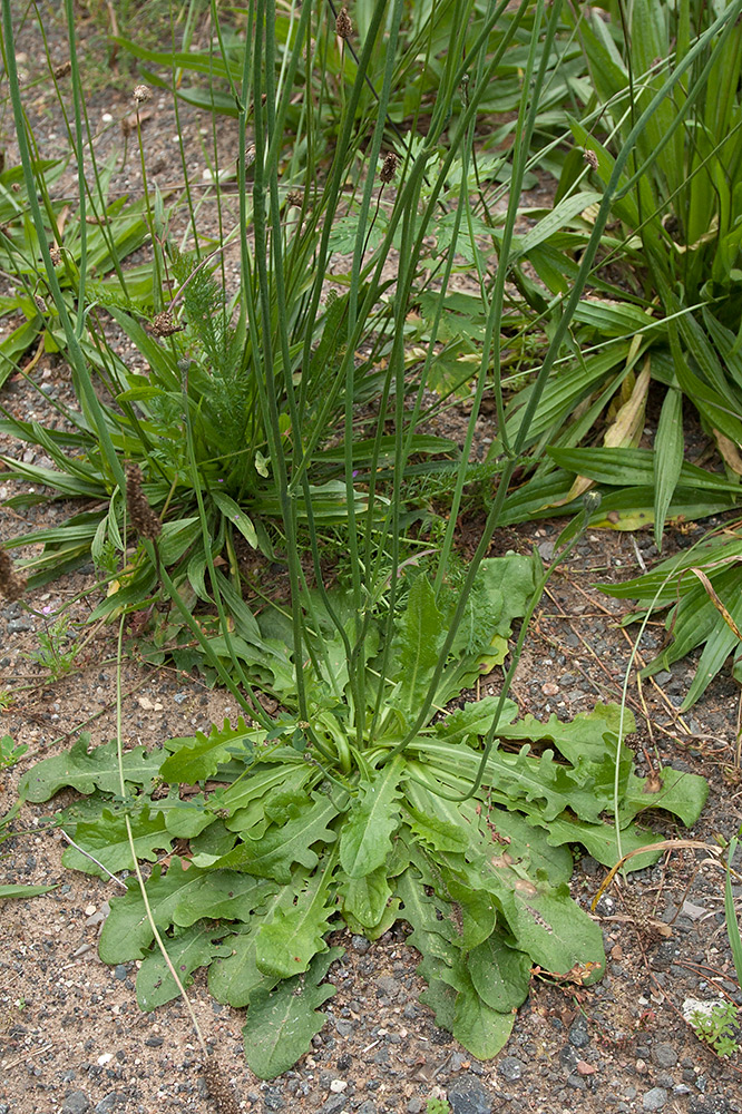 Image of Hypochaeris radicata specimen.