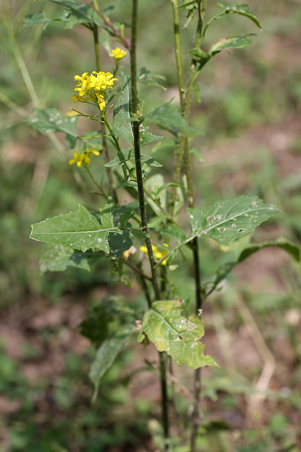 Image of Sisymbrium loeselii specimen.