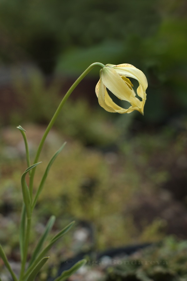 Изображение особи Lilium lophophorum.