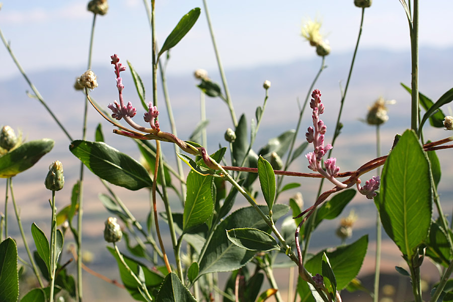 Image of Cuscuta lehmanniana specimen.