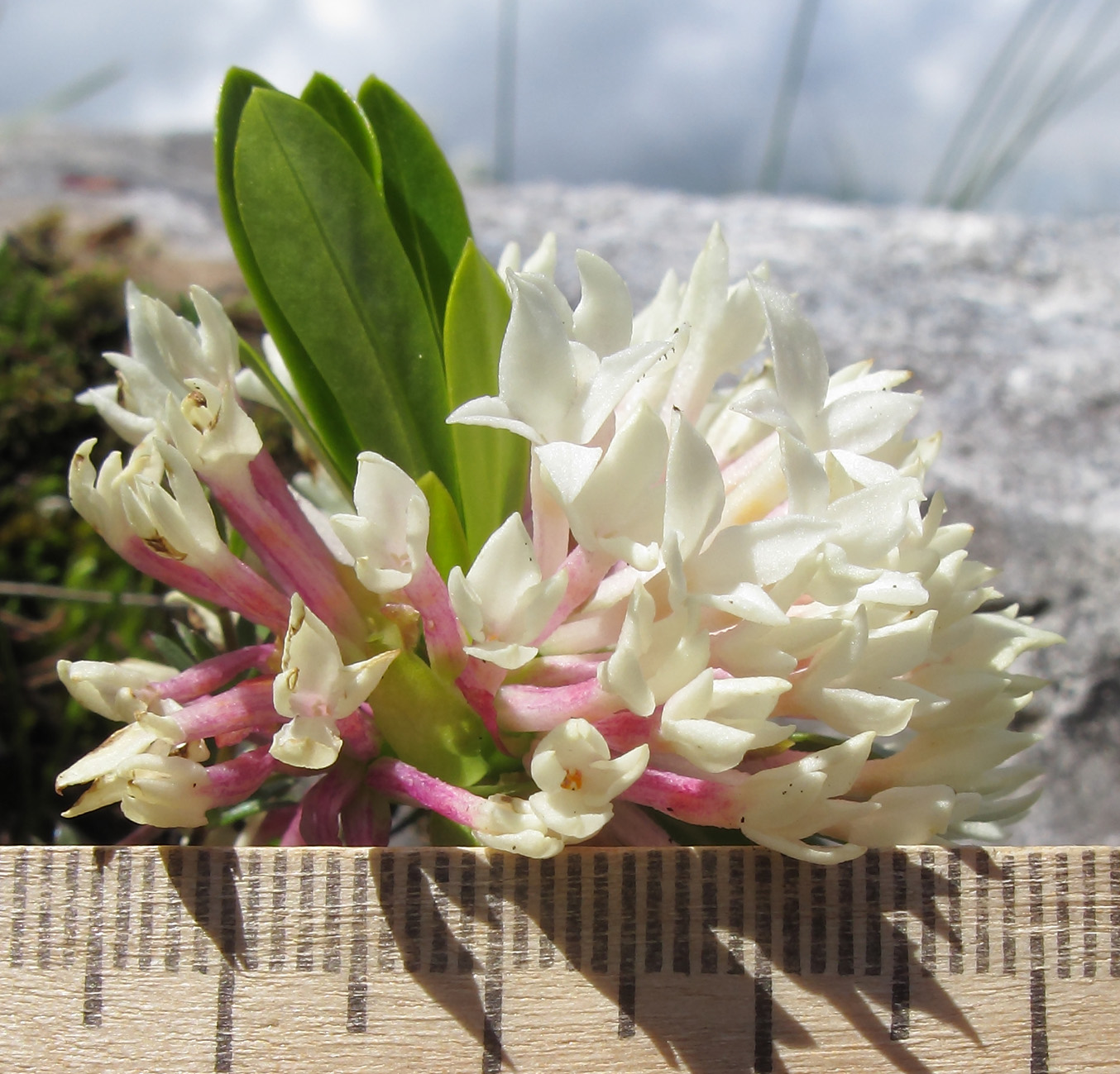 Image of Daphne glomerata specimen.